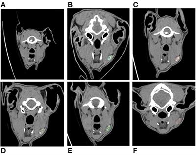 Evaluating the Feasibility and Efficacy of a Dual-Modality Nanoparticle Contrast Agent (Nanotrast-CF800) for Image-Guided Sentinel Lymph Node Mapping in the Oral Cavity of Healthy Dogs